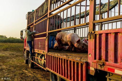 泔水喂豬不可取，科學(xué)飼料保安全