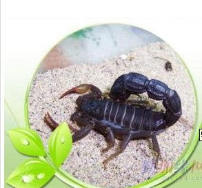 桓臺(tái)蝎子養(yǎng)殖指南 價(jià)格、型號規(guī)格與飼養(yǎng)要點(diǎn)