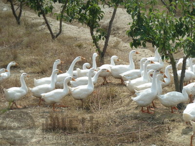 【獨(dú)家】有機(jī)韓國新高梨 和樂康威海基地直供的純凈之選